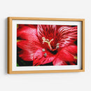 Astromelia Roja - Toño Chavez | Cuadro decorativo de Canvas Lab