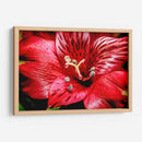 Astromelia Roja - Toño Chavez | Cuadro decorativo de Canvas Lab