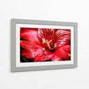 Astromelia Roja - Toño Chavez | Cuadro decorativo de Canvas Lab