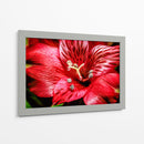 Astromelia Roja - Toño Chavez | Cuadro decorativo de Canvas Lab