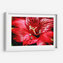 Astromelia Roja - Toño Chavez | Cuadro decorativo de Canvas Lab