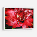 Astromelia Roja - Toño Chavez | Cuadro decorativo de Canvas Lab