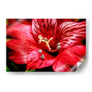 Astromelia Roja - Toño Chavez | Cuadro decorativo de Canvas Lab