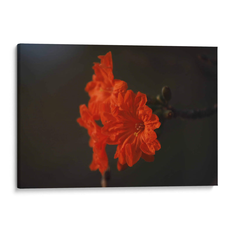 Magia del jardín de primavera - Ana Zagal  | Cuadro decorativo de Canvas Lab