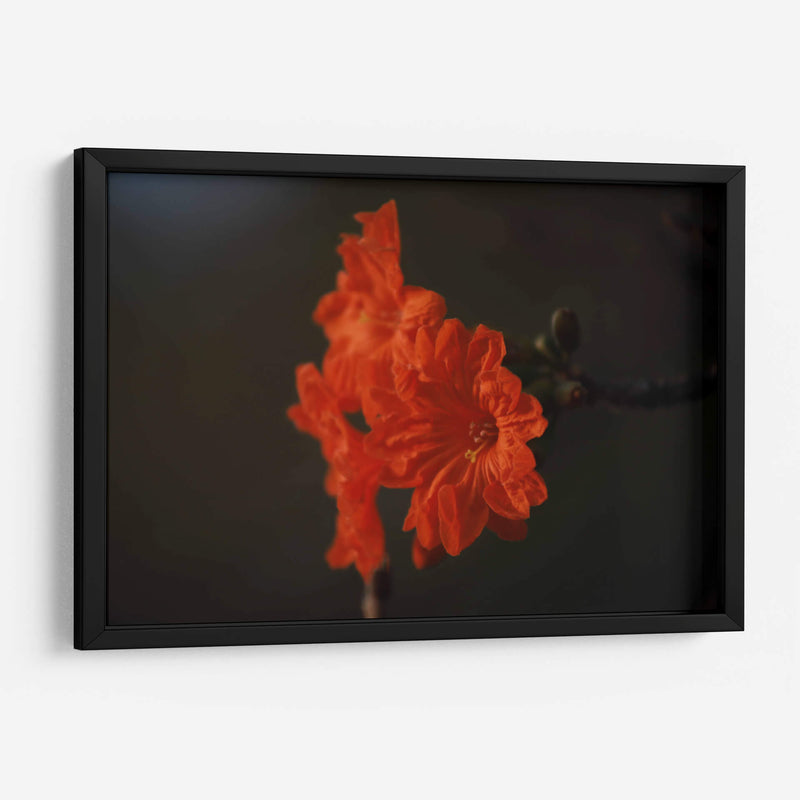 Magia del jardín de primavera - Ana Zagal  | Cuadro decorativo de Canvas Lab