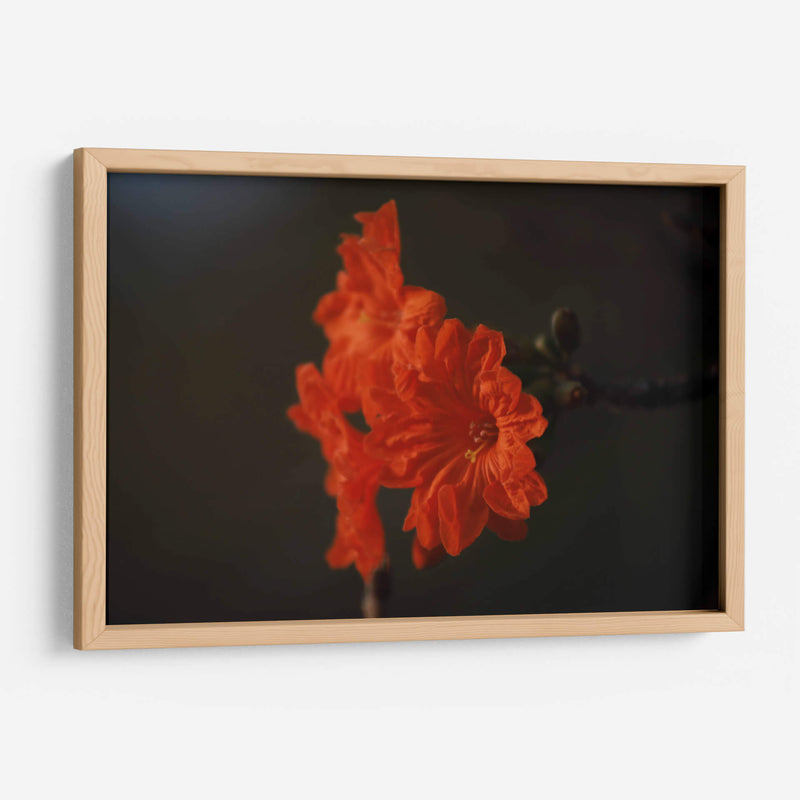 Magia del jardín de primavera - Ana Zagal  | Cuadro decorativo de Canvas Lab