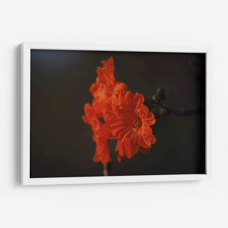 Magia del jardín de primavera - Ana Zagal  | Cuadro decorativo de Canvas Lab