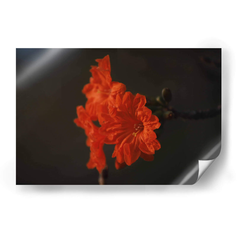 Magia del jardín de primavera - Ana Zagal  | Cuadro decorativo de Canvas Lab