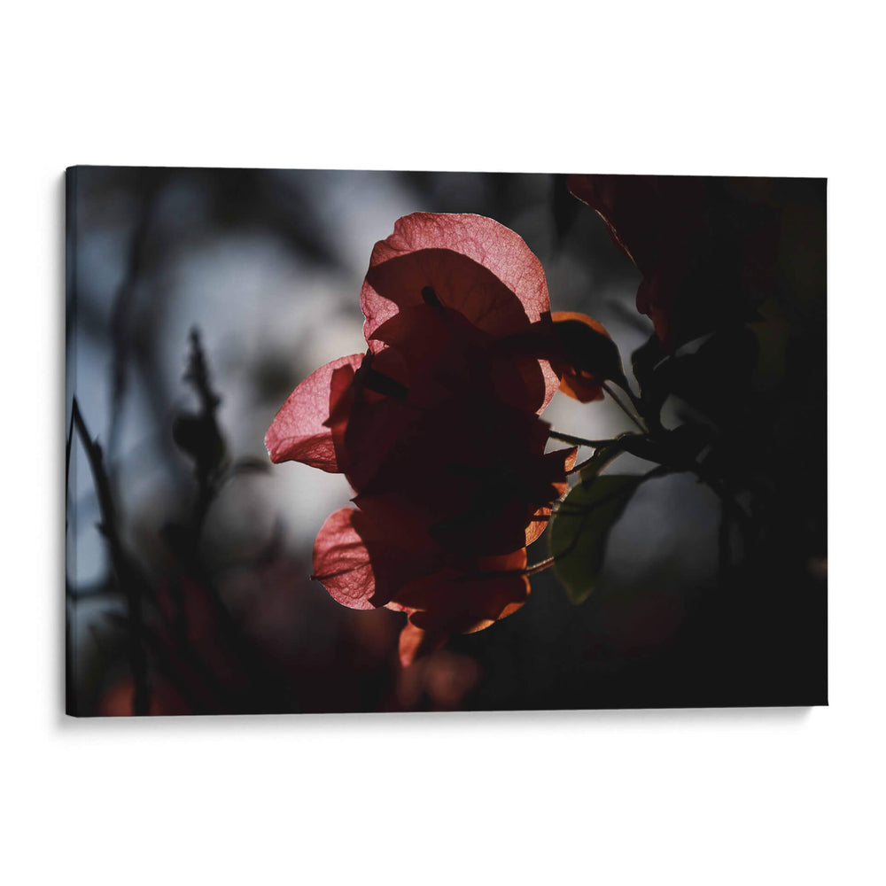 Petalos a la luz - Ana Zagal  | Cuadro decorativo de Canvas Lab