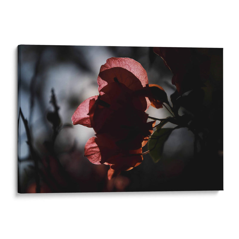 Petalos a la luz - Ana Zagal  | Cuadro decorativo de Canvas Lab