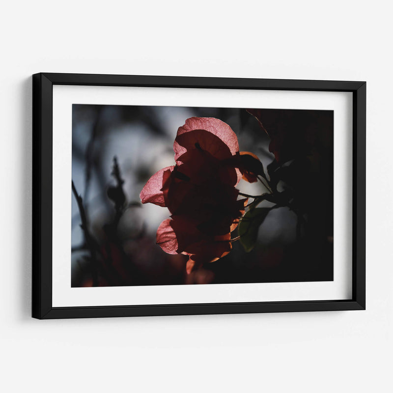 Petalos a la luz - Ana Zagal  | Cuadro decorativo de Canvas Lab