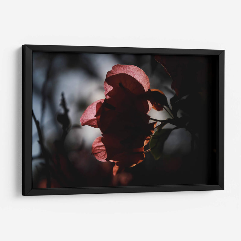 Petalos a la luz - Ana Zagal  | Cuadro decorativo de Canvas Lab