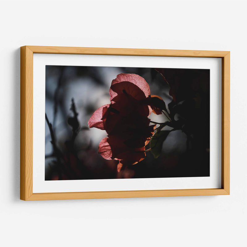 Petalos a la luz - Ana Zagal  | Cuadro decorativo de Canvas Lab