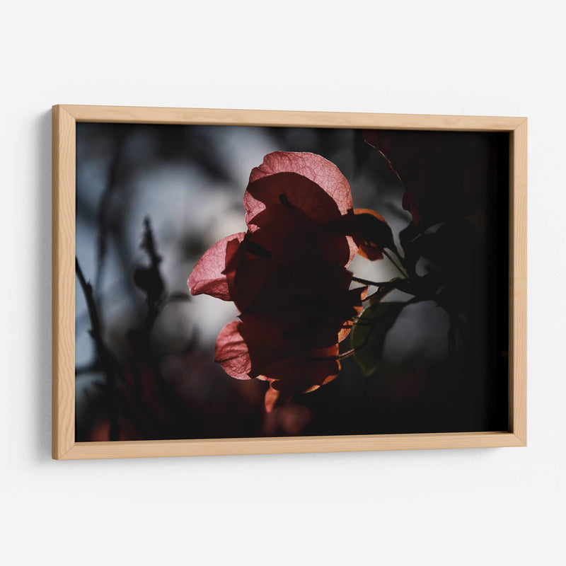 Petalos a la luz - Ana Zagal  | Cuadro decorativo de Canvas Lab