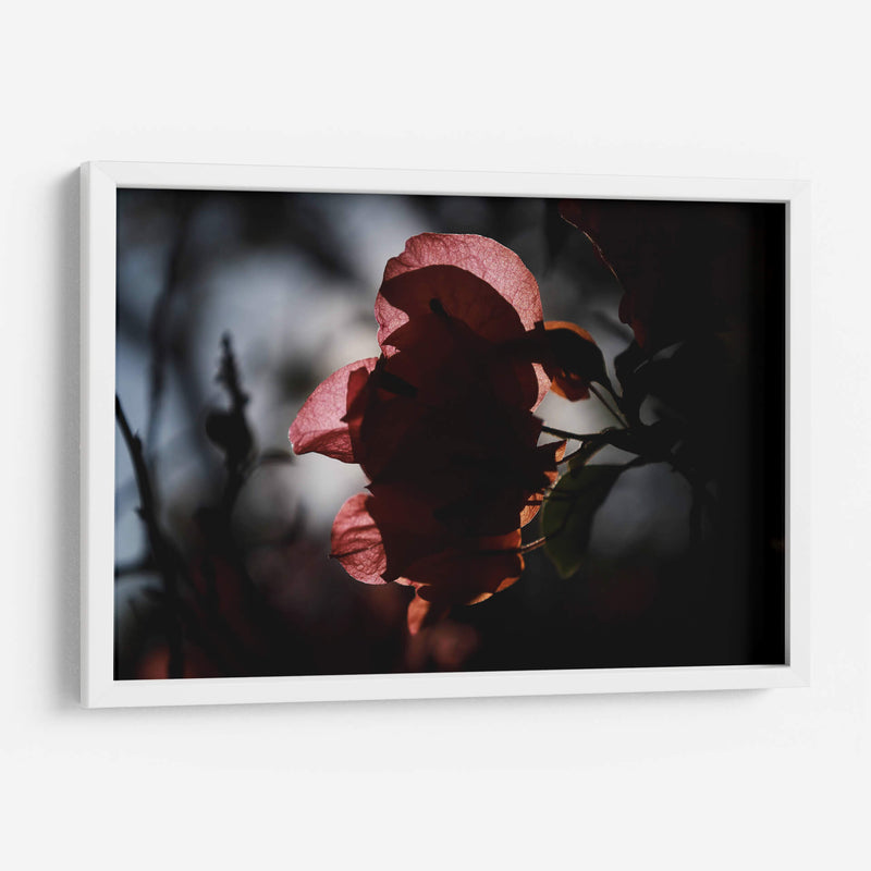 Petalos a la luz - Ana Zagal  | Cuadro decorativo de Canvas Lab