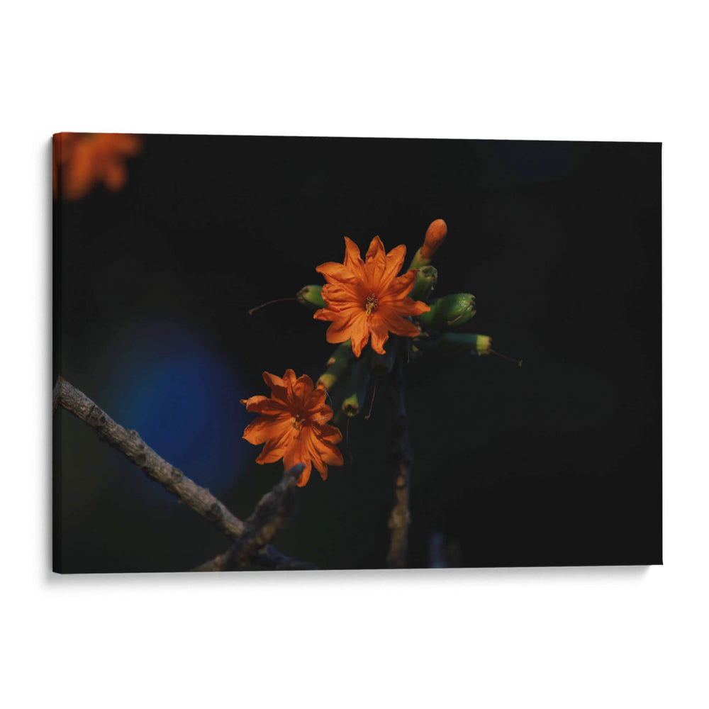 Flores en hora dorada - Ana Zagal  | Cuadro decorativo de Canvas Lab