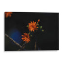 Flores en hora dorada - Ana Zagal  | Cuadro decorativo de Canvas Lab