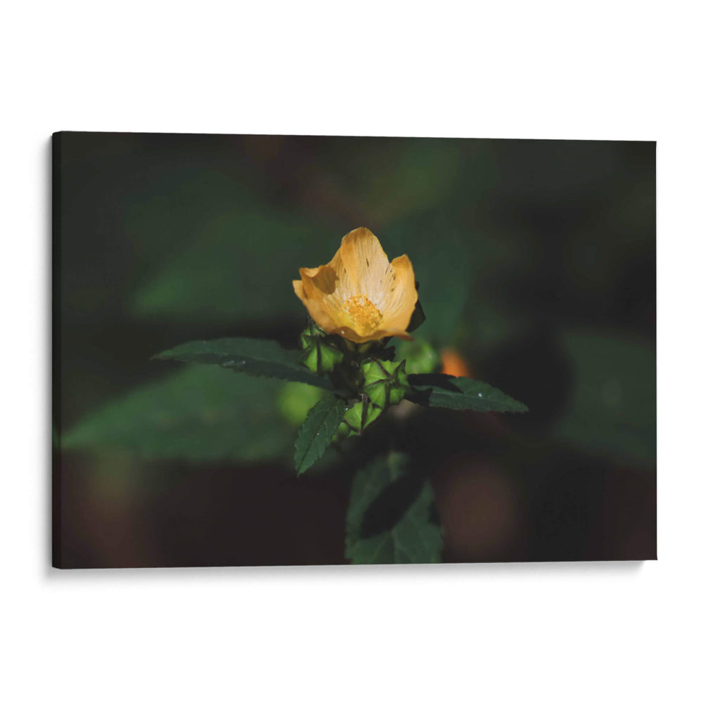 Flor solitaria - Ana Zagal  | Cuadro decorativo de Canvas Lab