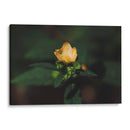 Flor solitaria - Ana Zagal  | Cuadro decorativo de Canvas Lab