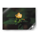 Flor solitaria - Ana Zagal  | Cuadro decorativo de Canvas Lab