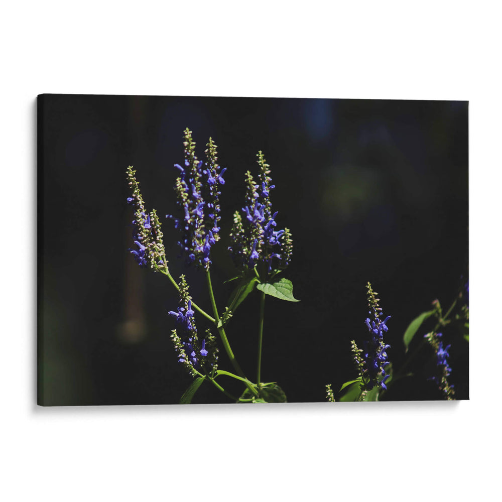 Sueños en lavanda - Ana Zagal  | Cuadro decorativo de Canvas Lab