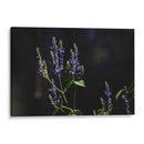 Sueños en lavanda - Ana Zagal  | Cuadro decorativo de Canvas Lab