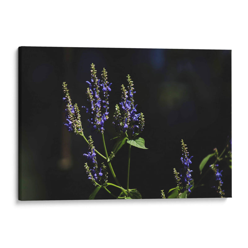 Sueños en lavanda - Ana Zagal  | Cuadro decorativo de Canvas Lab