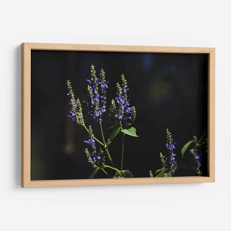 Sueños en lavanda - Ana Zagal  | Cuadro decorativo de Canvas Lab