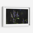 Sueños en lavanda - Ana Zagal  | Cuadro decorativo de Canvas Lab