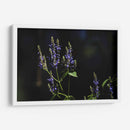 Sueños en lavanda - Ana Zagal  | Cuadro decorativo de Canvas Lab