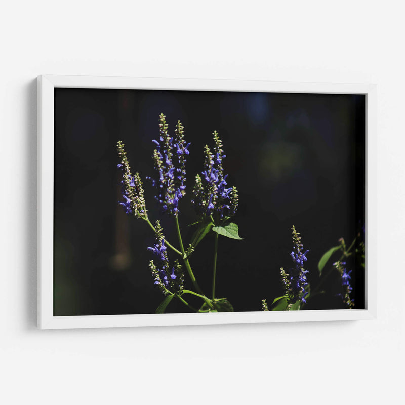 Sueños en lavanda - Ana Zagal  | Cuadro decorativo de Canvas Lab