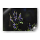 Sueños en lavanda - Ana Zagal  | Cuadro decorativo de Canvas Lab