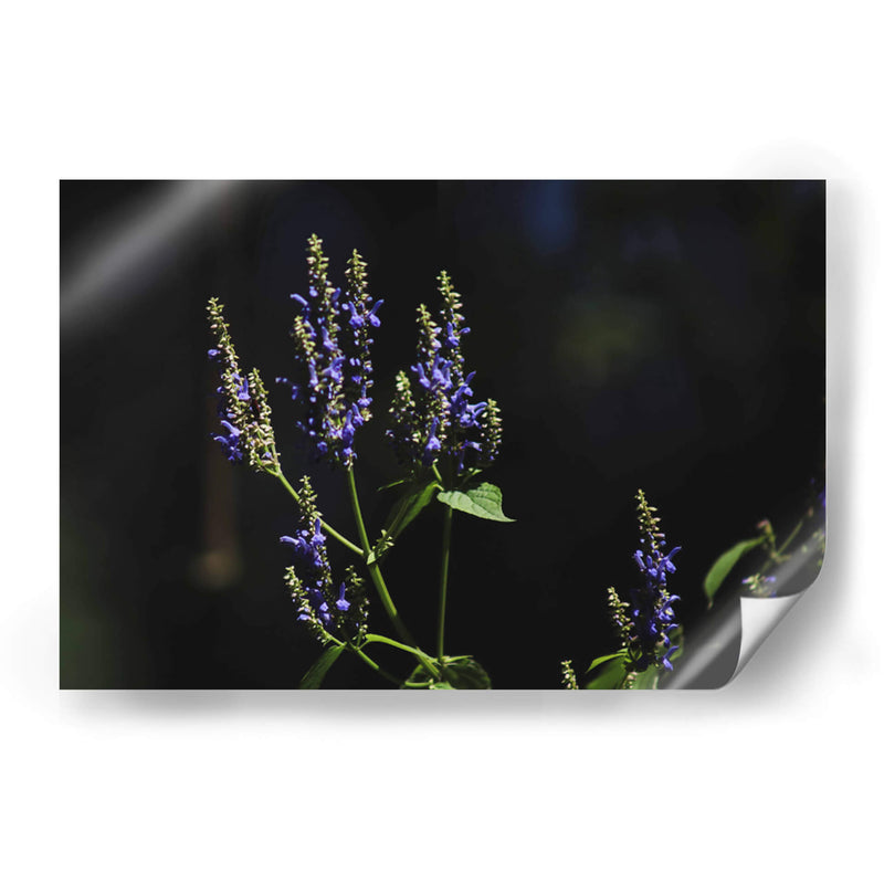 Sueños en lavanda - Ana Zagal  | Cuadro decorativo de Canvas Lab