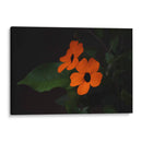 Estallido floral - Ana Zagal  | Cuadro decorativo de Canvas Lab