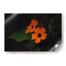 Estallido floral - Ana Zagal  | Cuadro decorativo de Canvas Lab