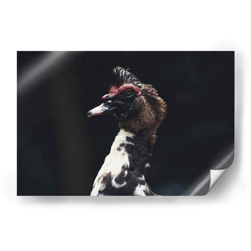 Porte silvestre - Ana Zagal  | Cuadro decorativo de Canvas Lab