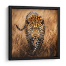 Jaguar Observando - Dav Madrid | Cuadro decorativo de Canvas Lab