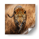 Jaguar Observando - Dav Madrid | Cuadro decorativo de Canvas Lab