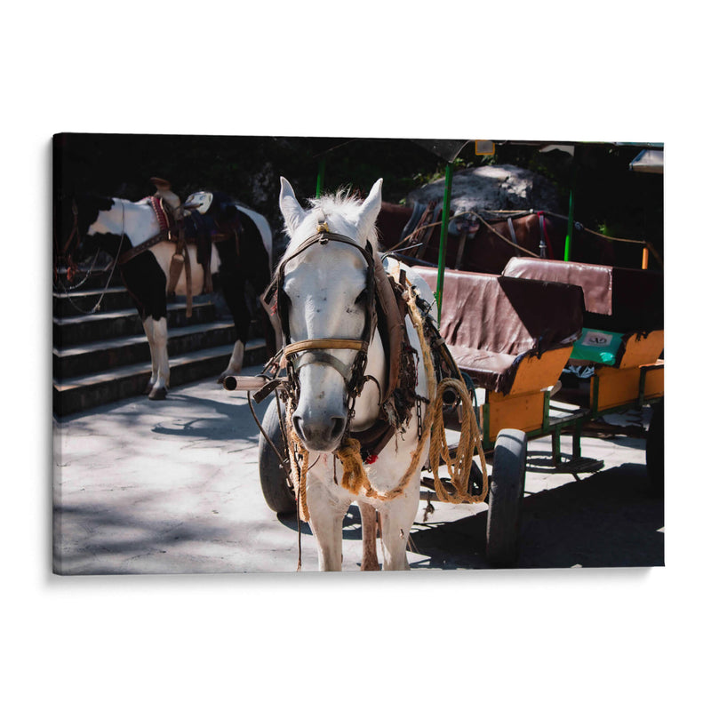 Caballo trabajando - Donaldo Meda  | Cuadro decorativo de Canvas Lab