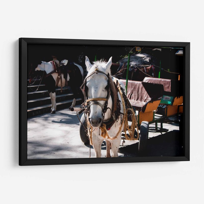 Caballo trabajando - Donaldo Meda  | Cuadro decorativo de Canvas Lab