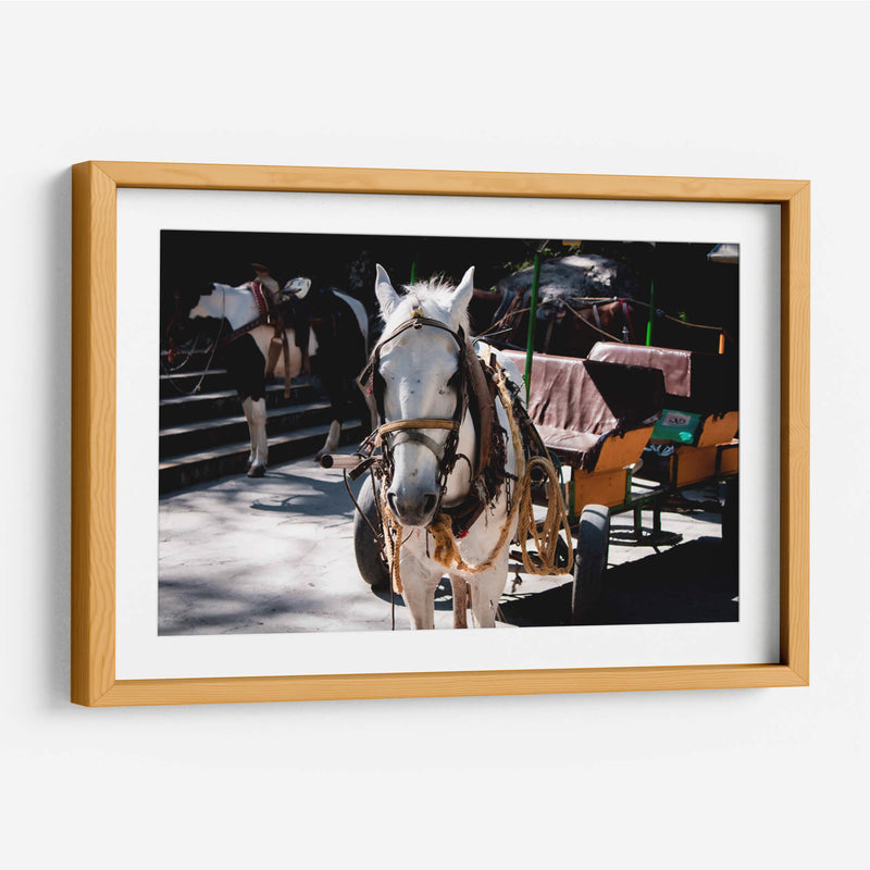 Caballo trabajando - Donaldo Meda  | Cuadro decorativo de Canvas Lab