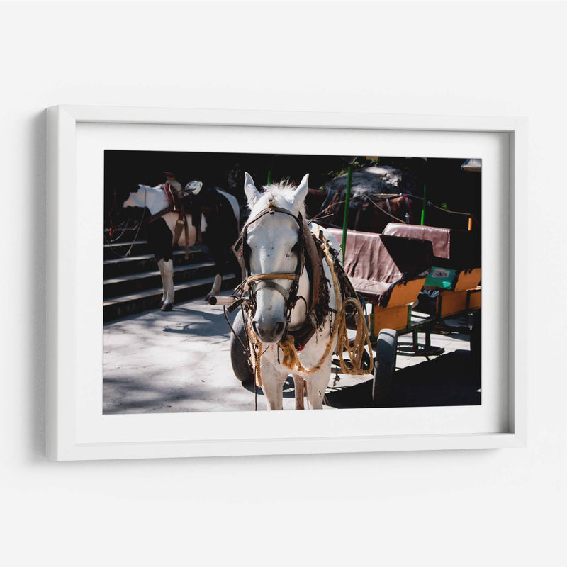 Caballo trabajando - Donaldo Meda  | Cuadro decorativo de Canvas Lab