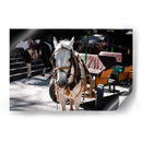 Caballo trabajando - Donaldo Meda  | Cuadro decorativo de Canvas Lab