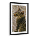 Kitty 01 - Gilbert2133  | Cuadro decorativo de Canvas Lab