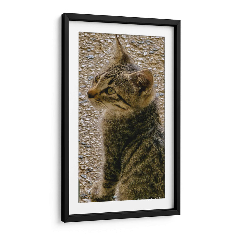 Kitty 01 - Gilbert2133  | Cuadro decorativo de Canvas Lab