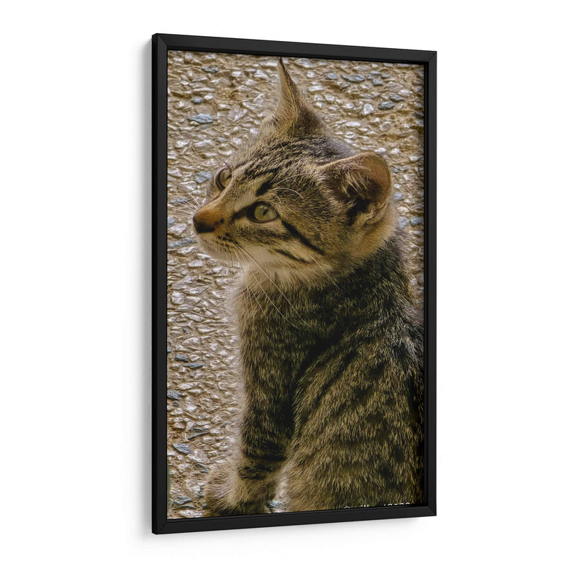 Kitty 01 - Gilbert2133  | Cuadro decorativo de Canvas Lab