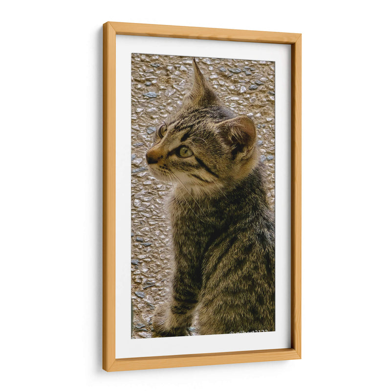 Kitty 01 - Gilbert2133  | Cuadro decorativo de Canvas Lab