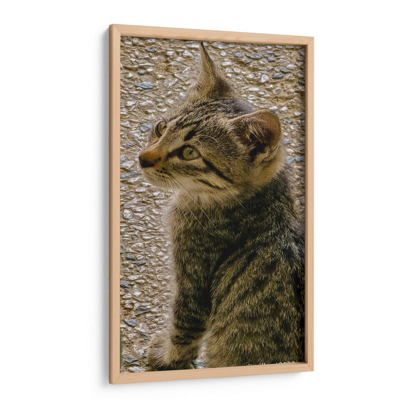 Kitty 01 - Gilbert2133  | Cuadro decorativo de Canvas Lab
