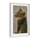 Kitty 01 - Gilbert2133  | Cuadro decorativo de Canvas Lab