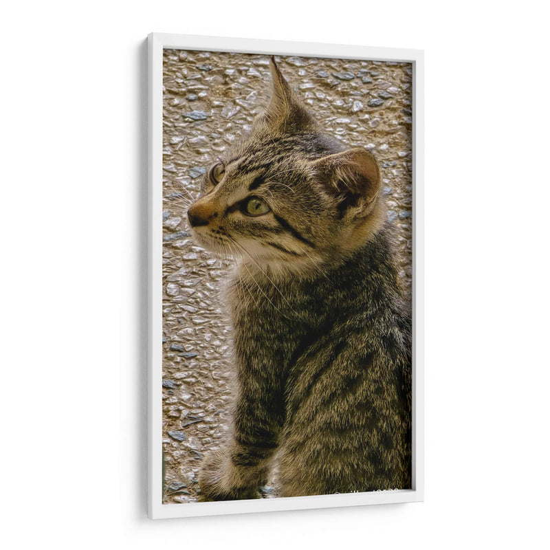 Kitty 01 - Gilbert2133  | Cuadro decorativo de Canvas Lab